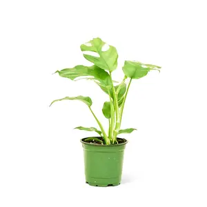 Mini Monstera, Small