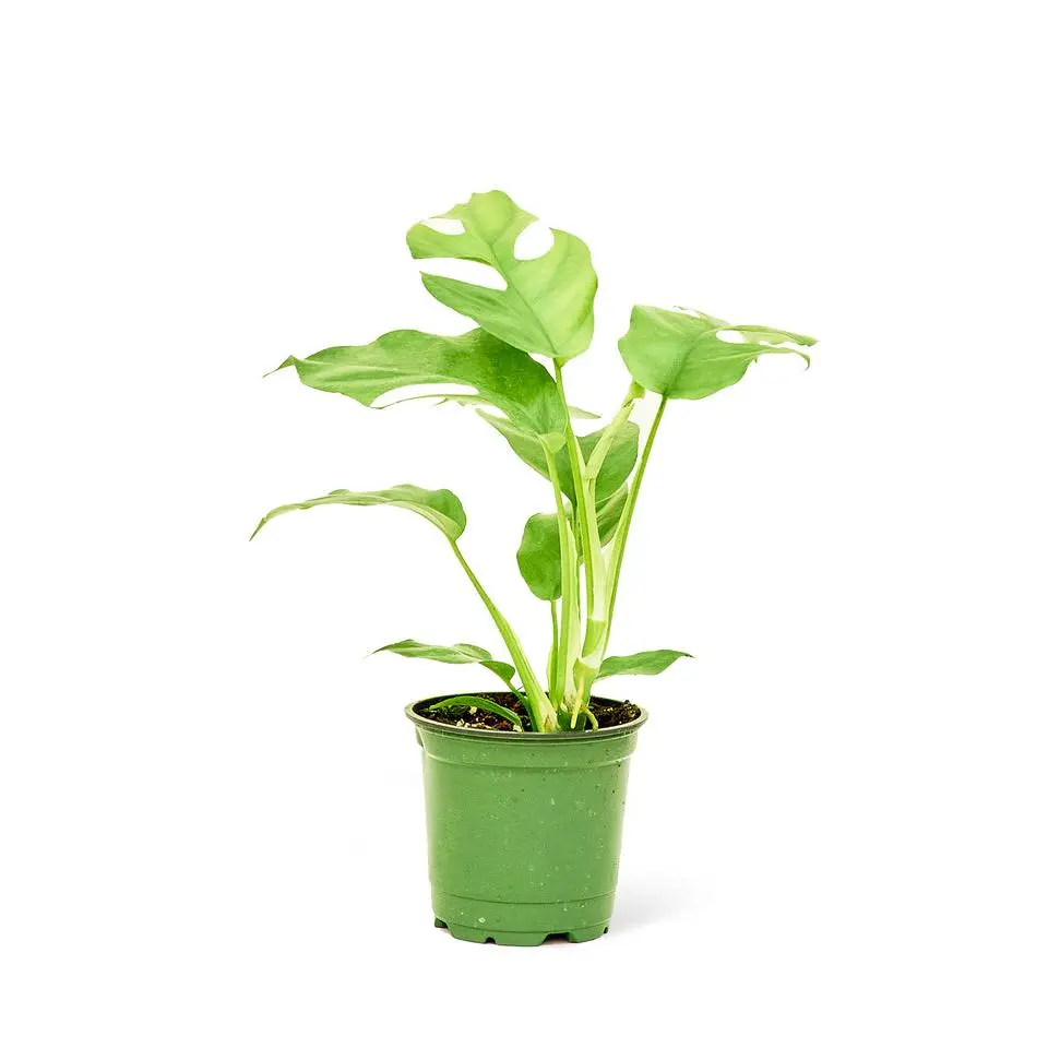 Mini Monstera, Small