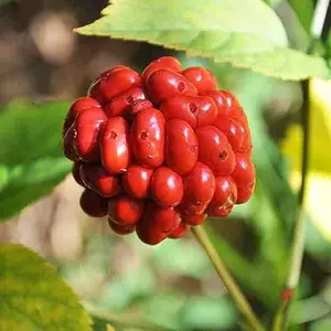 100Pcs American Ginseng Seeds Panax Quinquefolius Non-GMO Heirloom All Nature Harvest Grow Your own Wild Ginseng by Garden