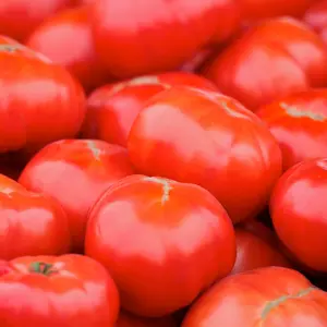 25 Beefsteak Tomato Seeds