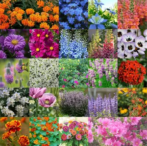 5000+ Non-GMO Heirloom Wildflower Seeds – Perennial Bulk Seed Mix for Pollinators – Great for Garden Gifts, Outdoor Planting & Colorful Blooms