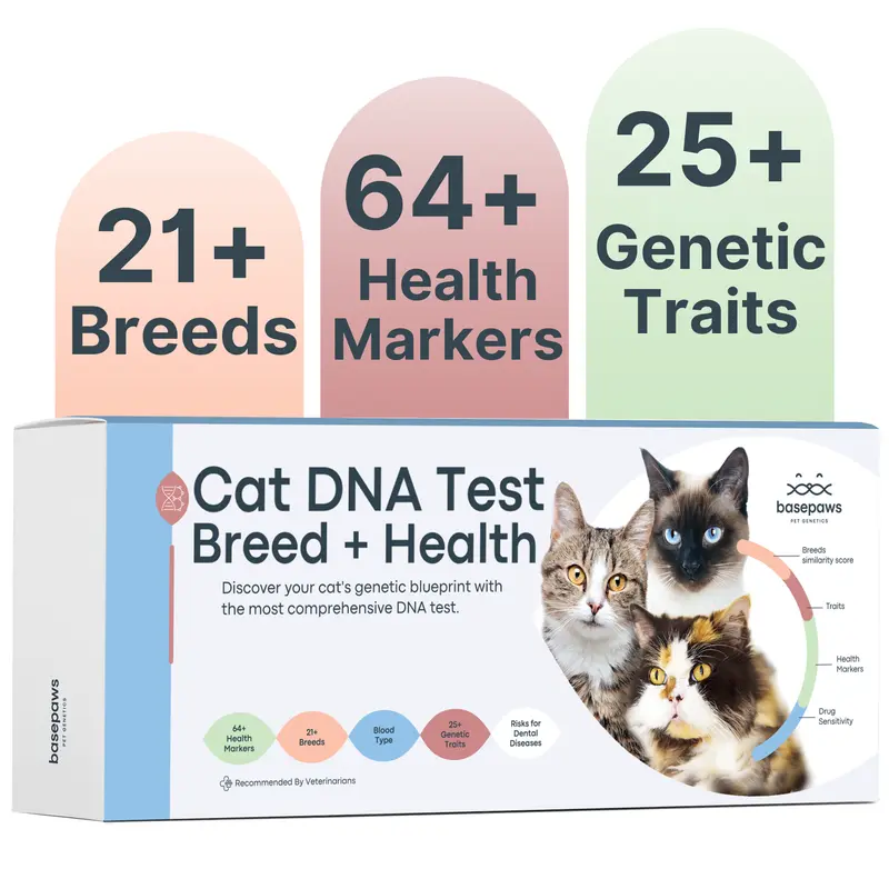 Basepaws Cat DNA Test Kit - 1 Pack, Breed & Health Reports, Wildcat Index, 39 Health Markers, 17 Genetic Disease Screenings