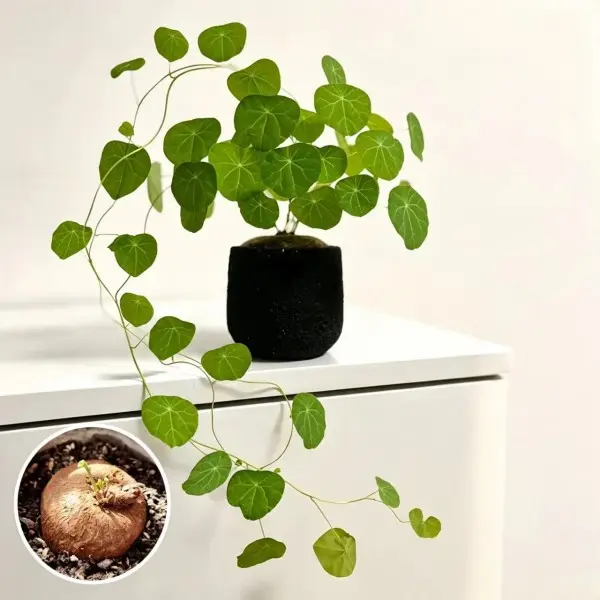 2" Stephania Mountain Turtle Caudex Plant Bare Root – No Pot