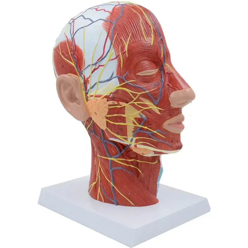 Life-Size Medical Teaching Head Anatomy Model with Brain and Muscles