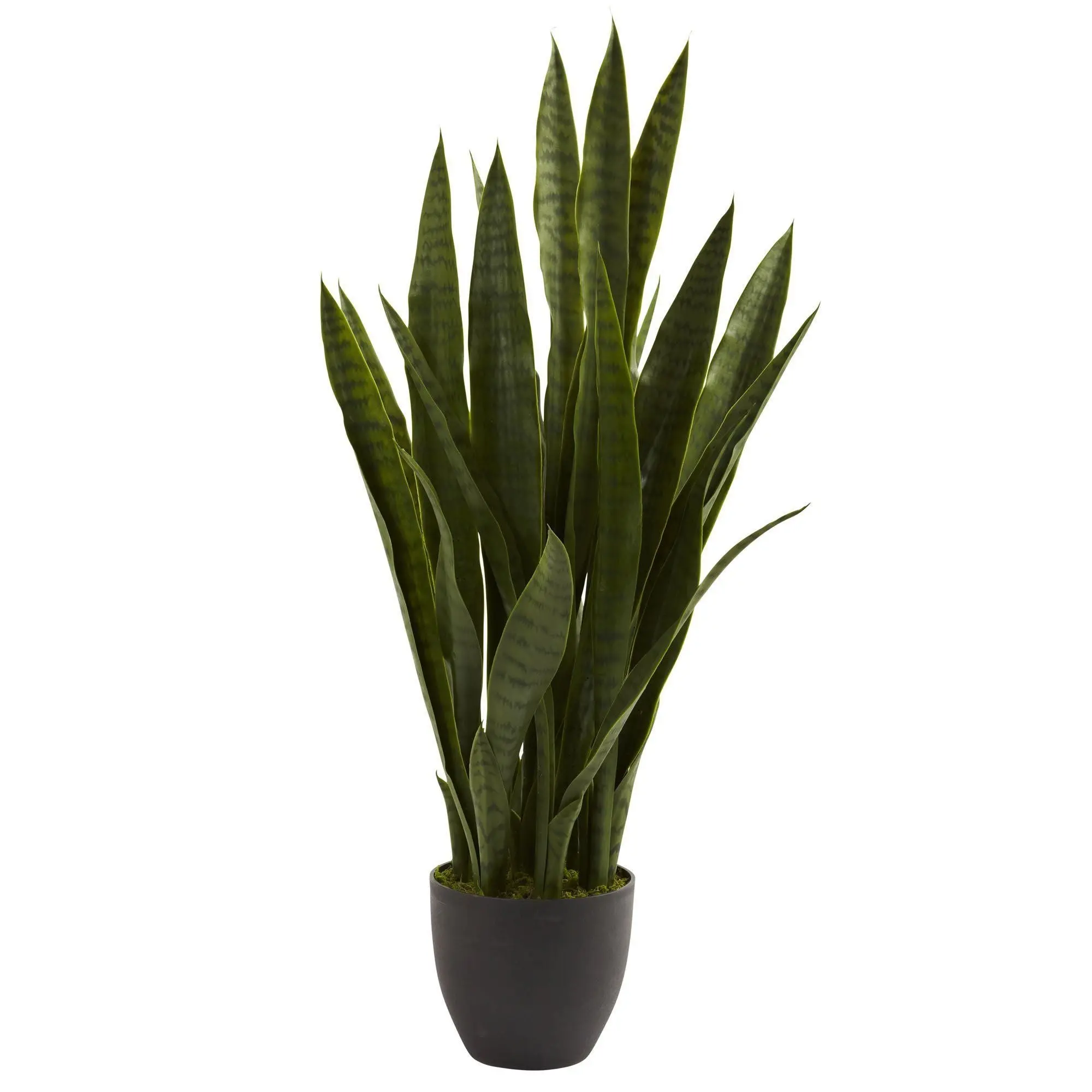 Sansevieria Live Indoor House Plant - Included Black Garden Pot, Office Decor, Classy Look Plant Decor, Home Improvement Garden Supply