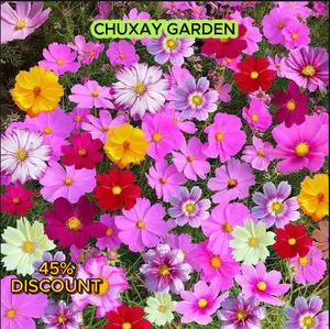 Winter Garden Sale, 1000Pcs HOME GROWN Wildflower Seeds - Bulk Perennial Wild Flower Seeds Mix- Flower Garden Seeds