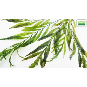 Bolbitis (BULLET PROOF) heudelotii, African Water Fern