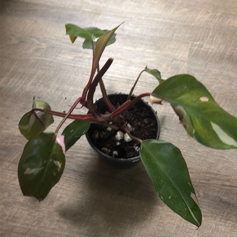 Philodendron pink princess