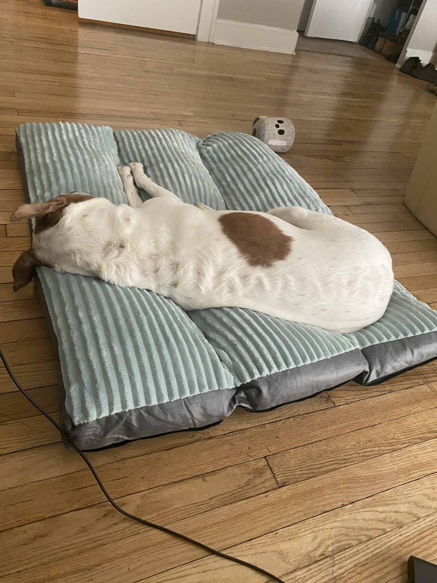 Item: Grass Green, XL 47 *37 * 3 in ( for pets up to 100 lbs)