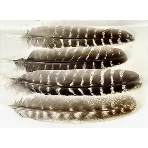 8-9" Premium Turkey Feather | Smudging Ritual Tool
