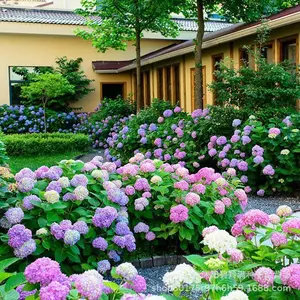 30 Mixed Blue Hydrangea Seeds Giant Snowball Fast Growing Flower Hydrangea Perennial