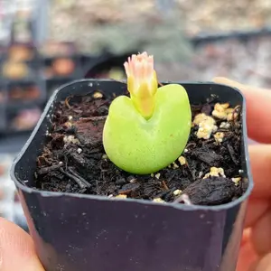 APRIL FARM Conophytum maughanii One Mini Plant 5-7 Years Rare Succulent with Random Colors and 1-1.5cm Size Perfect for Collectors