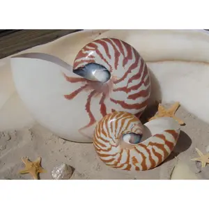 Chambered Tiger Stripe Nautilus Shell
