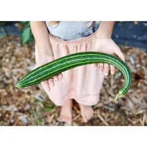 Striped Armenian - Organic Cucumber Seeds