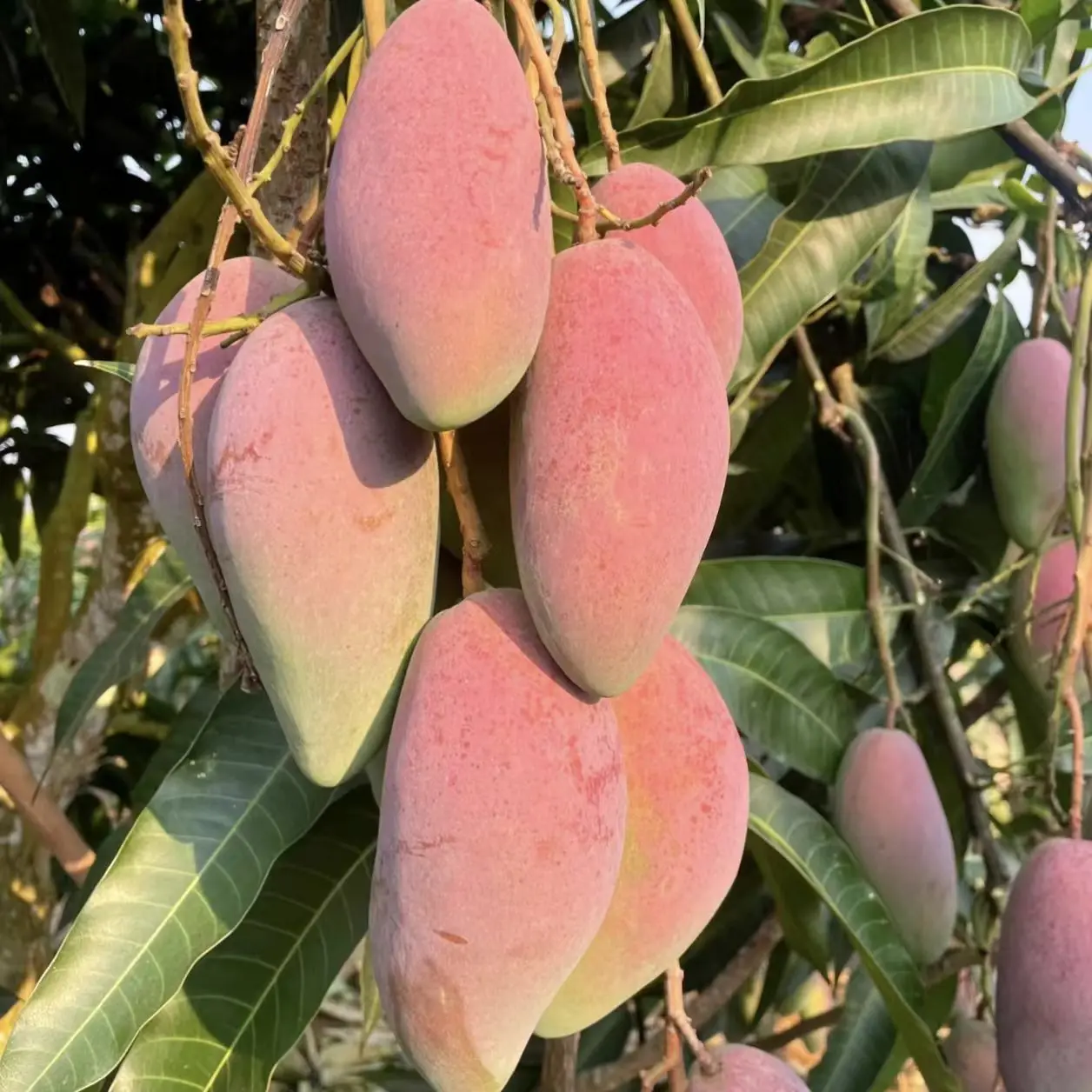 2 Pcs Live Mango Saplings, Edible Fruit Tree Seedlings, Backyard Garden Planting, Potted Orchard Fruit Plant