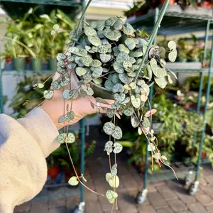 Ceropegia woodii - String of Hearts - 5” pot