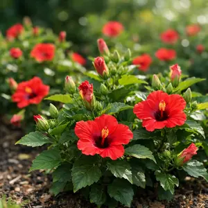 Hibiscus Seeds – Tropical Large Flower Seeds for Garden, Beautiful Easy Grow Plants