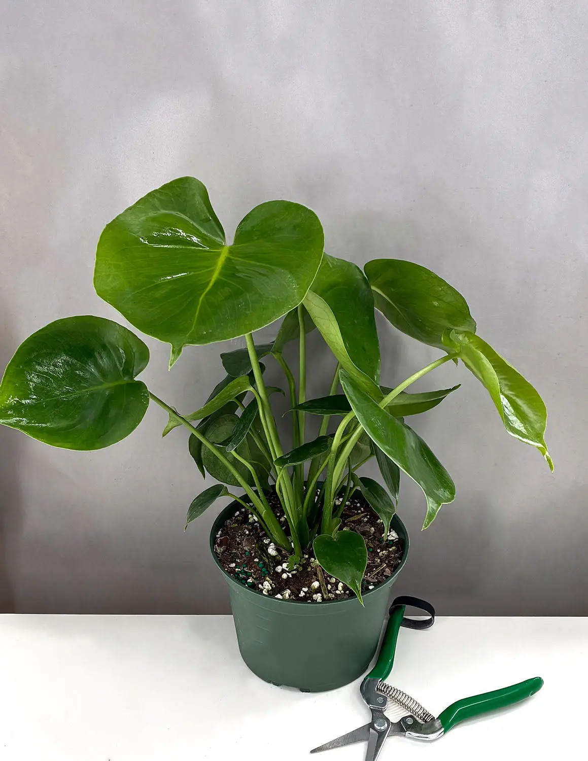 Monstera Deliciosa