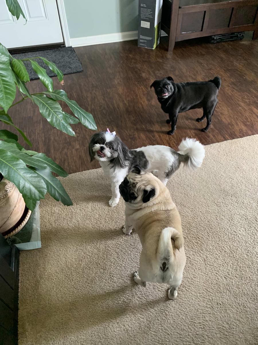 Item: Standard 12" (5 Pack)