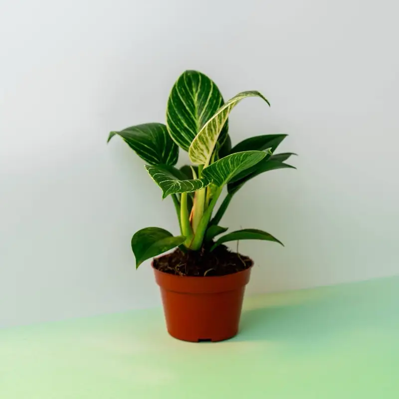 Philodendron Birkin - 4 Inch Pot