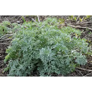Wormwood Plant in 2.5-inch Pot - Artemisia absinthium - Organic