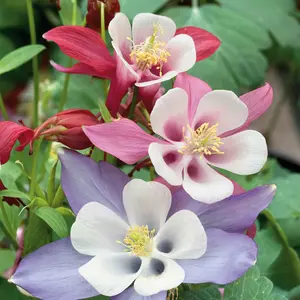 McKana Giants Columbine Flower Seeds | 120 Seeds