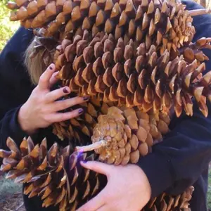 Sugar Pine Tree Seeds | (Pinus lambertiana)