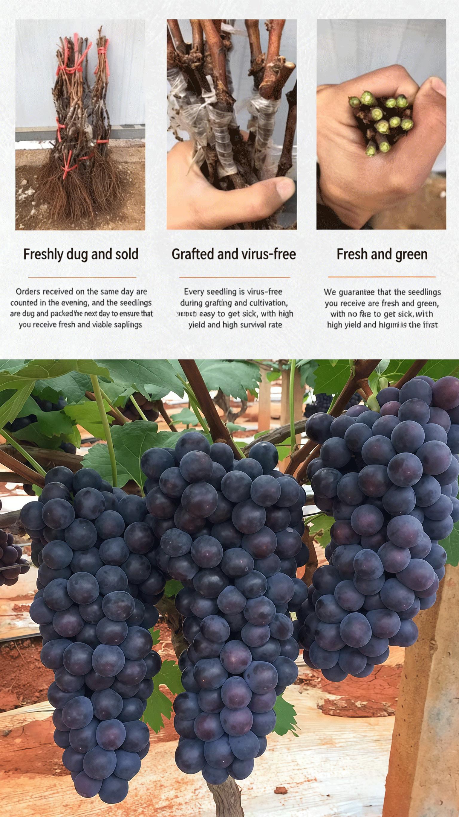 Backyard Gardening Grape Vine Plant Starter, Easy Garden Fruit Plant for Outdoor Growing