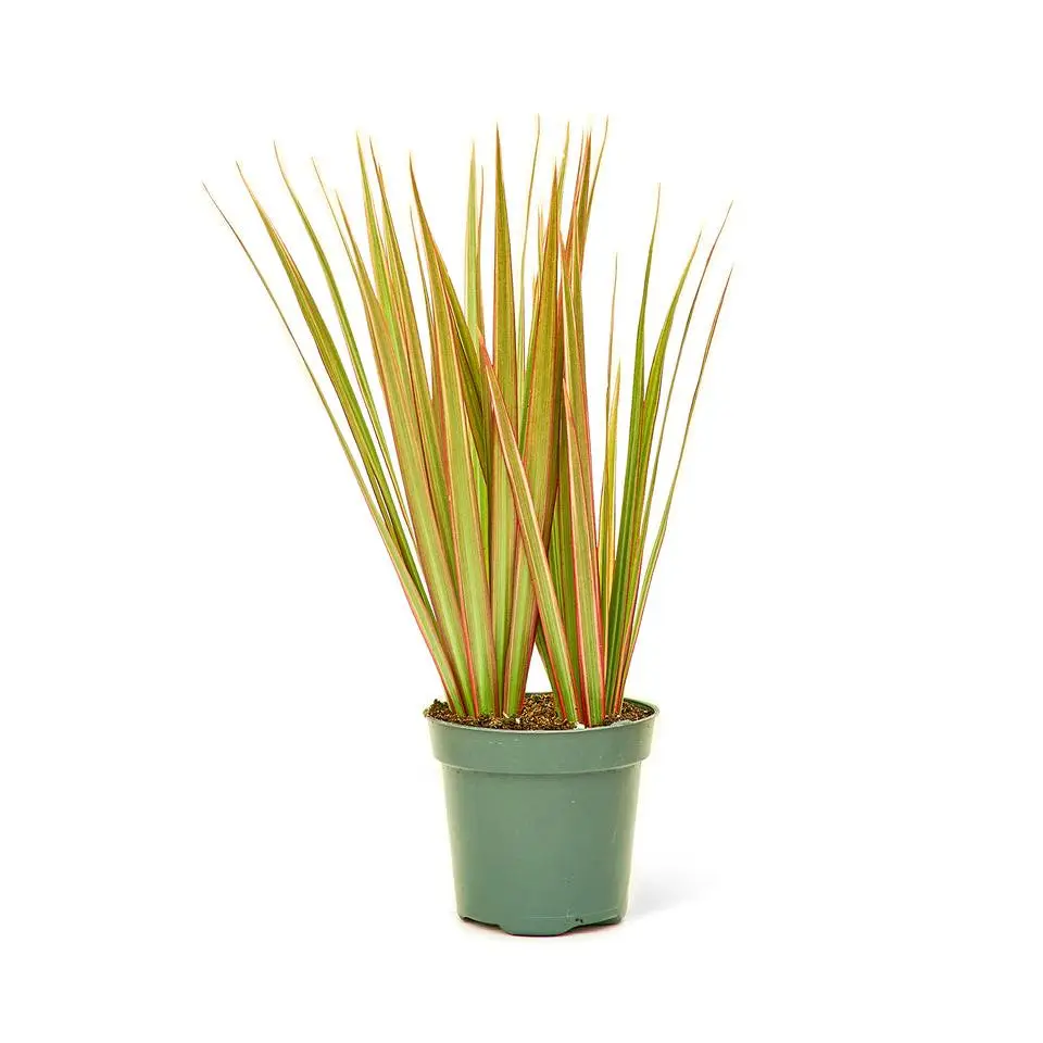 Bicolor Dragon Tree, Small