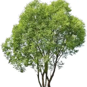 Hybrid Willow Tree Cuttings – 3 Foot Length – Fast Growing Privacy Trees for Planting