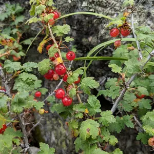 Mountain Gooseberry Seeds (Ribes montigenum) – Cold-hardy alpine species producing tart red berries. Great for native landscapes and high-elevation gardens.