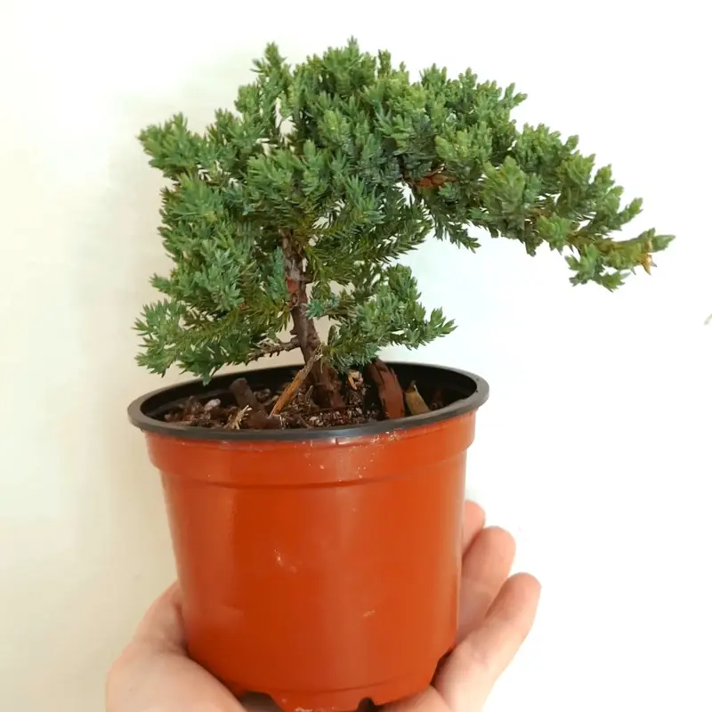 fukien tea bonsai tree Flowering Fukien Tea Bonsai Tree main image 1