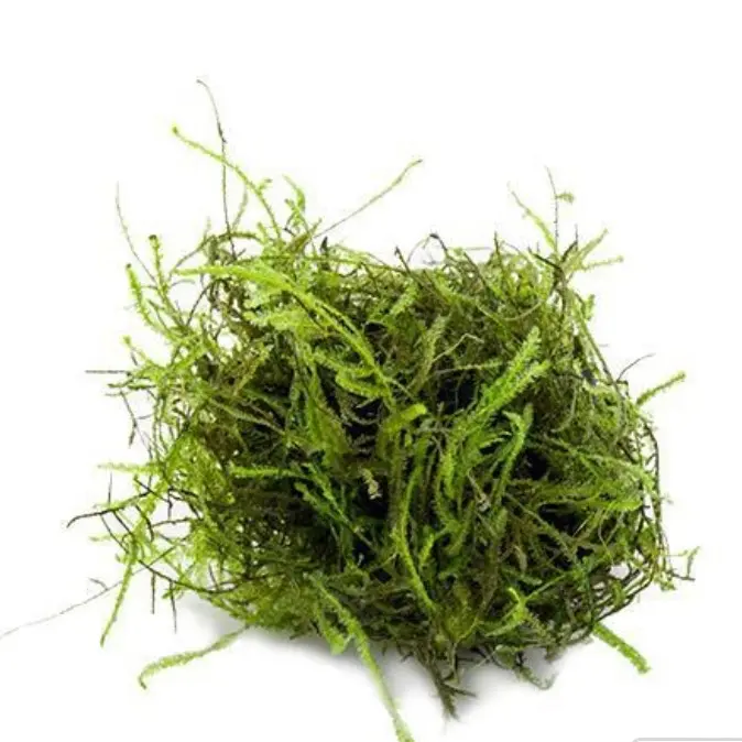 Java Moss Java Moss