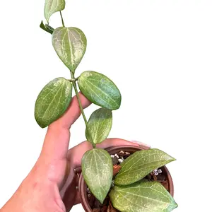 Hoya fitchii Plants