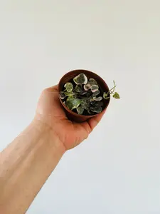 Variegated String of Hearts - Ceropegia Woodii 'Variegated' - 3" Pot