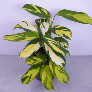 Calathea Pilosa 6” | Prayer Plant | Decorative Foliage