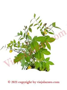 Hierba Hedionda Herbs guanina Ewe Ita Mode