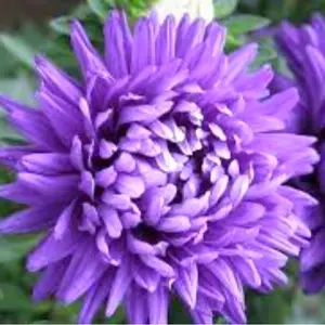 Chrysanthemum 120 Seeds Light Purple Flower Authentic Chinese Spider Edible Tea Exotic Seeds for Indoor Gardening, Easy to Grow, Pest-Free