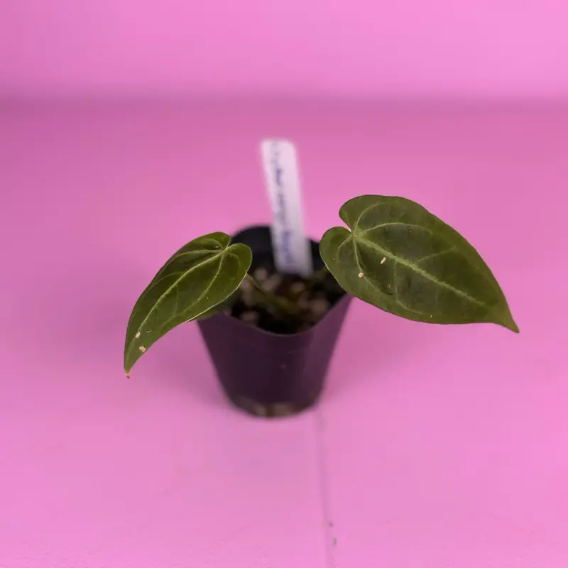 RARE Anthurium (Crystal Mag x Forgetii) x Goliath 2.5” | Hybrid Anthurium | Collector Plant