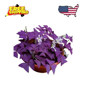 12PCS Purple Shamrocks Bulbs Good Luck Plant Purple Oxalis Bulbs