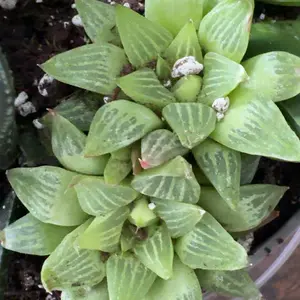 Assorted Mini Succulents - Real Living Succulents 2” Pots - Beginner Succulents - Garden