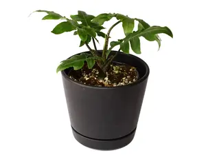 Alocasia Brancifolia 4" Potted Live Plant - Alocasia brancifolia - Deeply Jagged Staghorn Leaves - Rare Silhouette Aroid - Exotic Tropical Vibe - Mottled Patterned Stems - Statement Houseplant - Collector's Elephant Ear