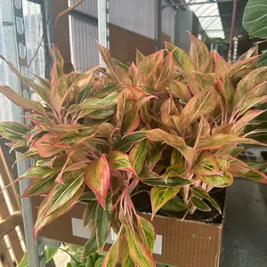 6” Algonema Siam Orange, live plant, indoor plant