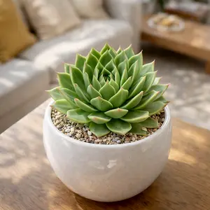 Echeveria agavoides ‘Dark Green’