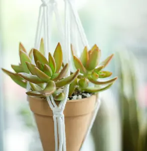 Sedum Fire Storm Succulent - Sedum x adolphi