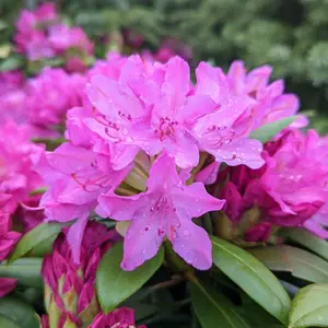 Pink Rosebay Rhododendron