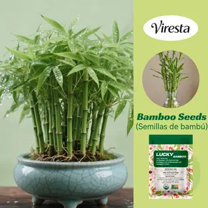 Lucky Bamboo Cypress Seed  - Live Indoor Houseplants for Home Decor,  Bamboo Plant, Indoor Low Light Plants, Feng Shui Lots Of Green Leaves