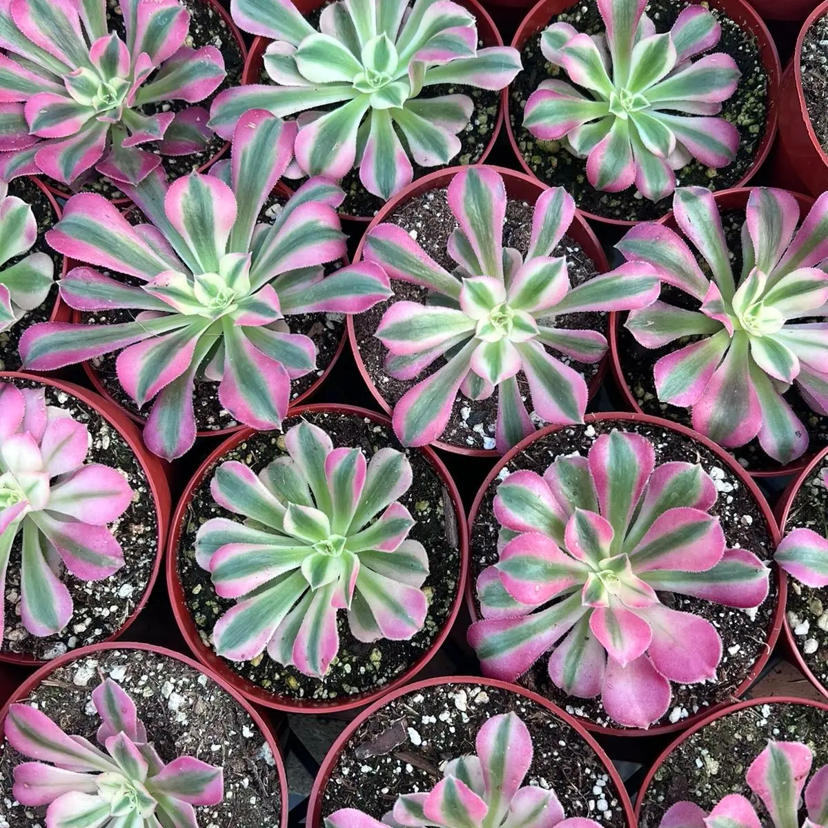 Pink Witch Aeonium | Rare Succulent Plant | Home & Garden | 4”
