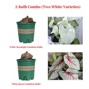 Graceful White Tone Caladium 2 Bulbs Collection, Soft Textured White Moonlight, Elegant White Queen Leaf Plant, Easy Care Indoor Ornament, Suitable For Household Layout And Leisure Space Decoration