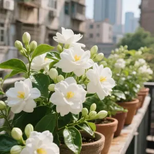 Jasmine Seeds for Planting – Easy-Grow, Non-GMO Flowers with Sweet Fragrance | Perfect for Garden & Balcony Decor